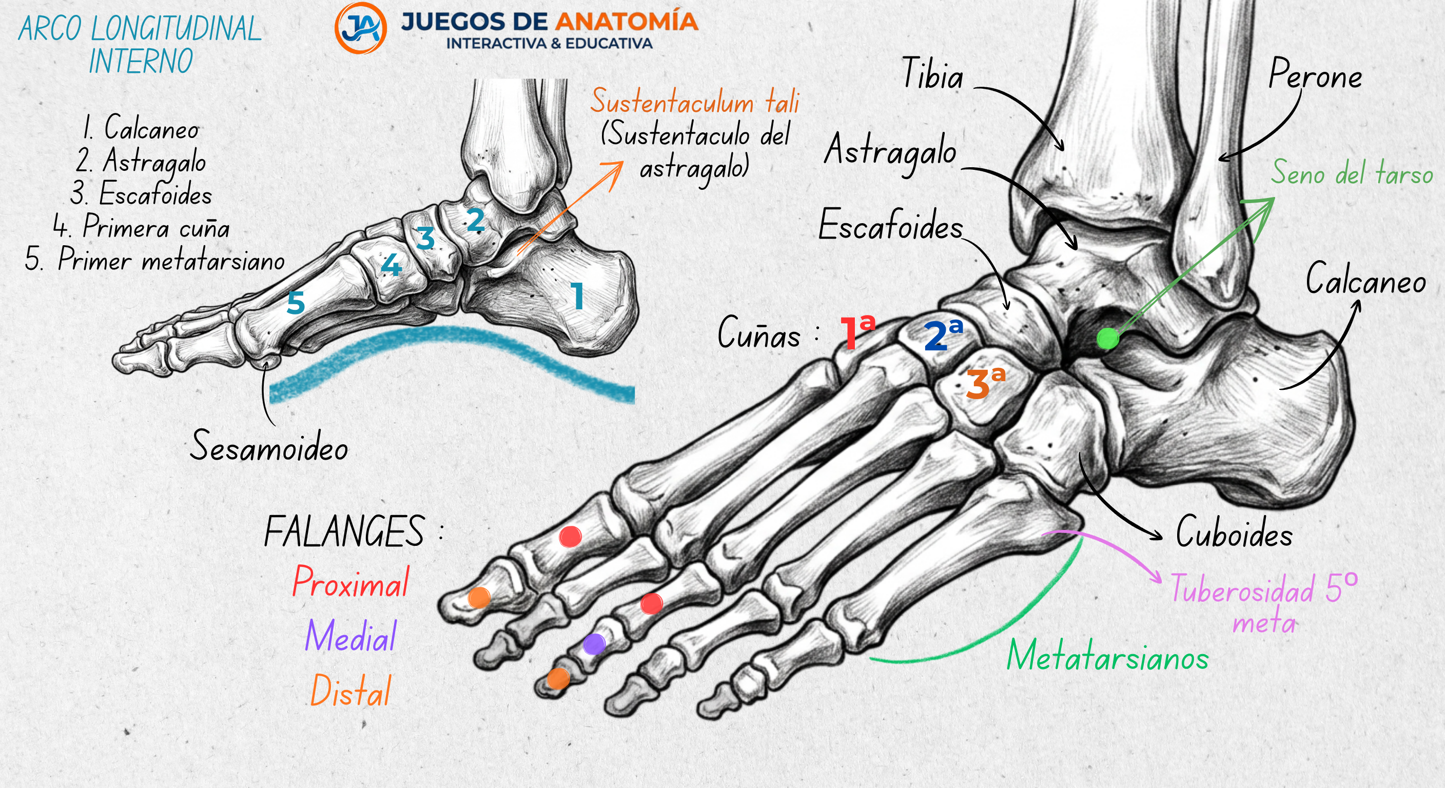 Diagrama detallado de anatomía del pie y tobillo humanos con etiquetas en español. Muestra las vistas medial y superior de los huesos, incluyendo el calcáneo, astrágalo, escafoides, metatarsianos y falanges, además del arco longitudinal interno y el seno del tarso. Logotipo de Juegos de Anatomía.