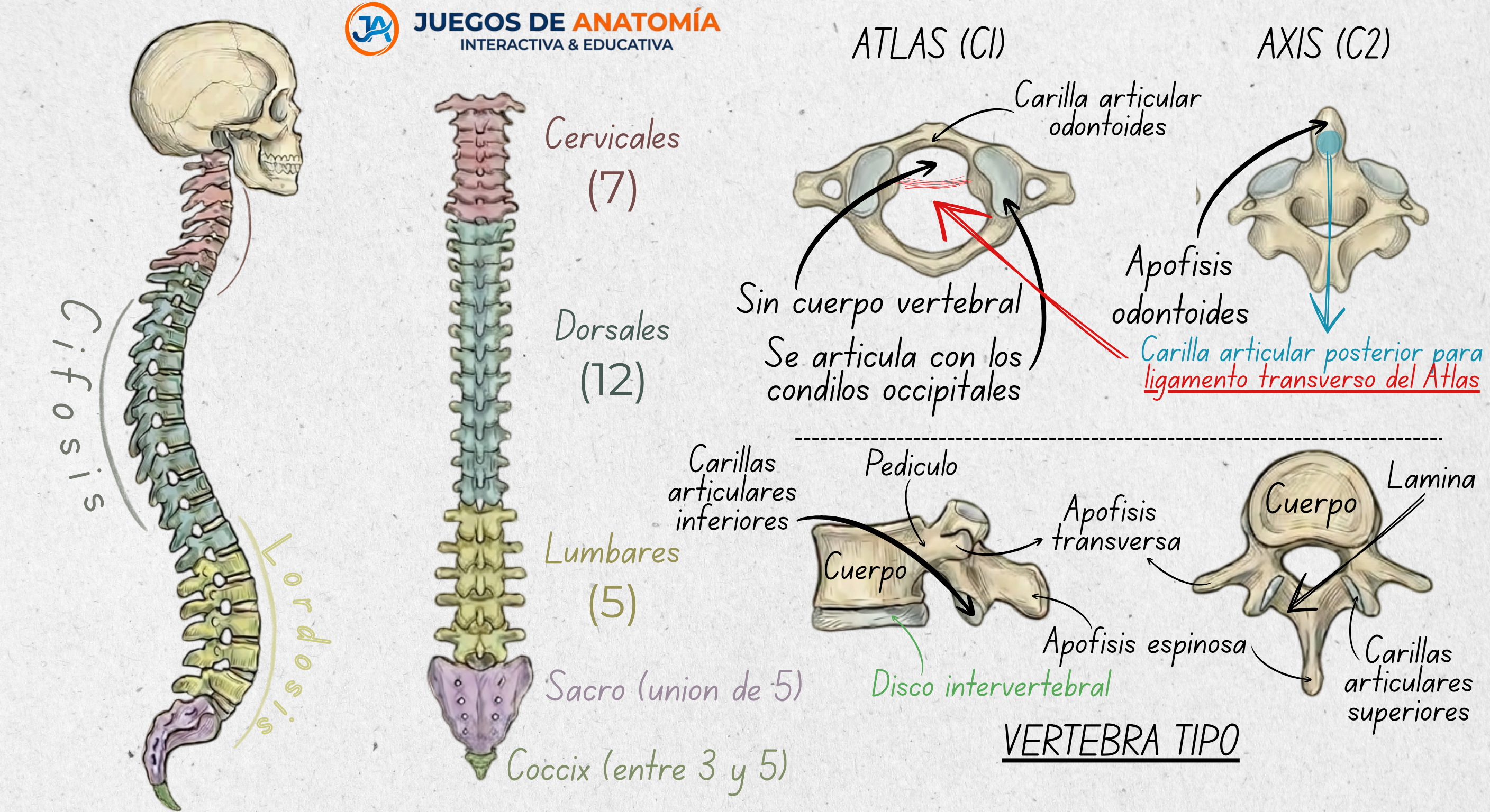 Infografía educativa de la columna vertebral: esquema detallado de vértebras cervicales, dorsales y lumbares, curvaturas fisiológicas y anatomía de la vértebra tipo, Atlas y Axis.