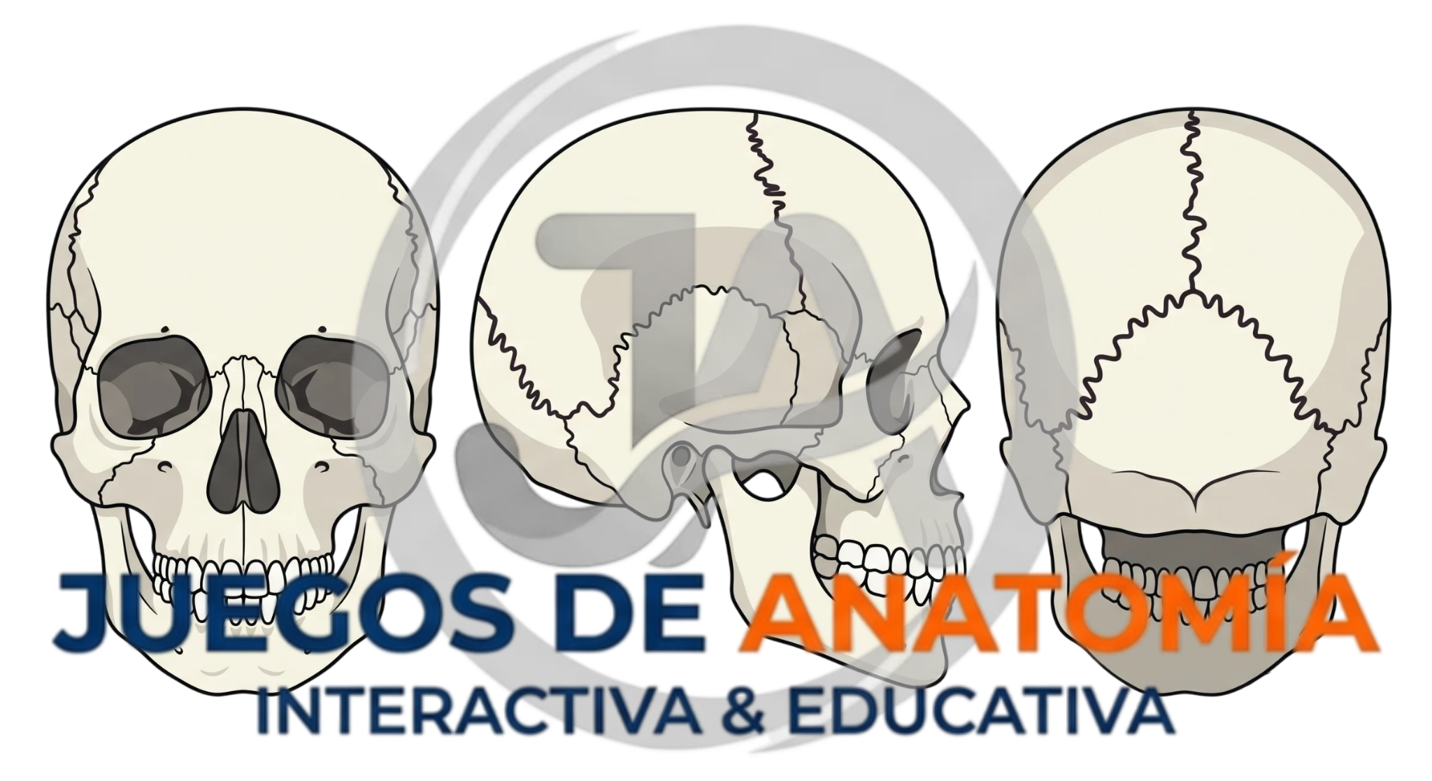 Representación de las vistas anterior, lateral y posterior del cráneo humano para estudio de anatomía ósea.