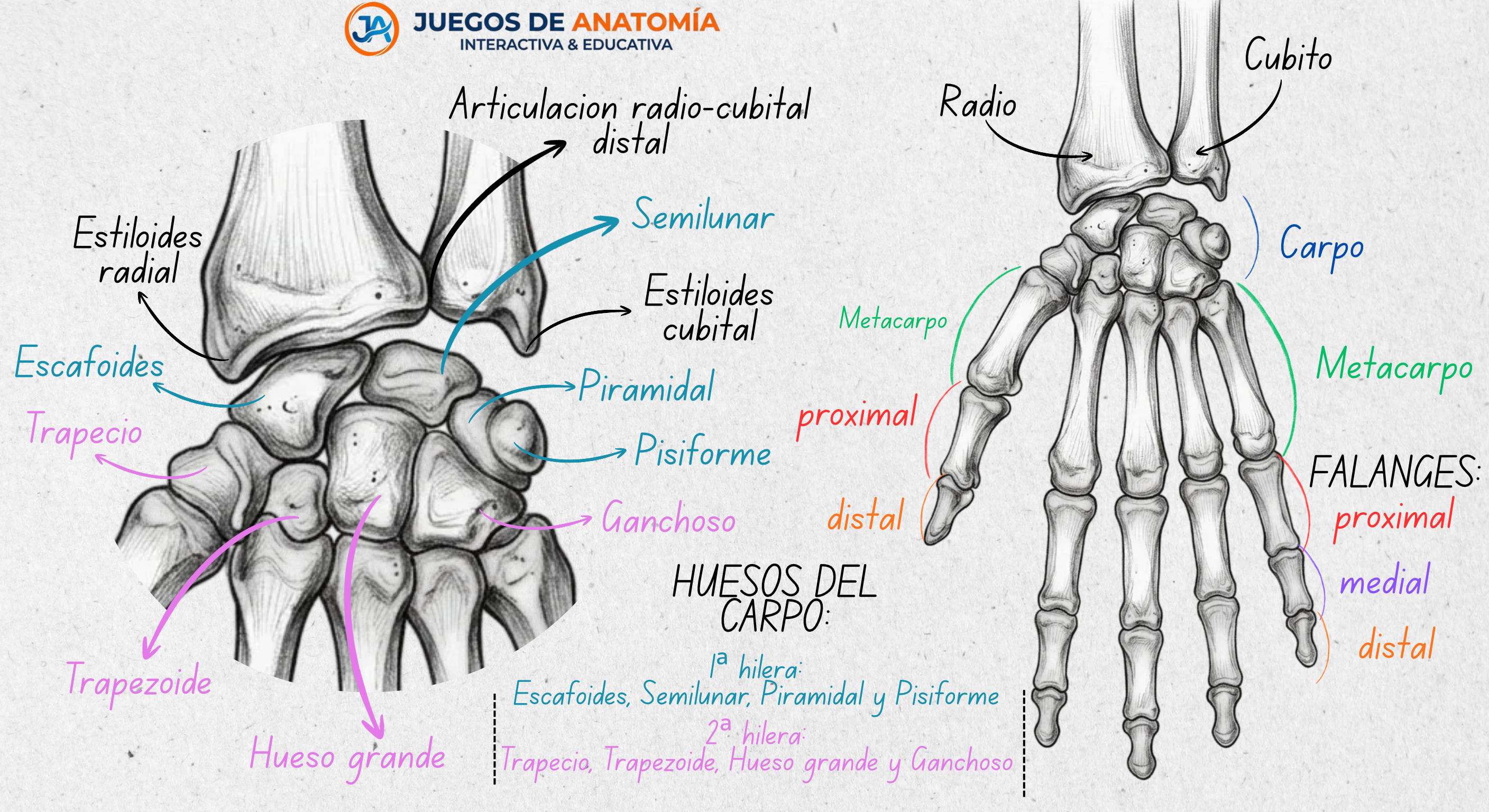 Esquema detallado de la osteología de la mano y muñeca: huesos del carpo, metacarpianos y falanges con nomenclatura anatómica para estudiantes de medicina.