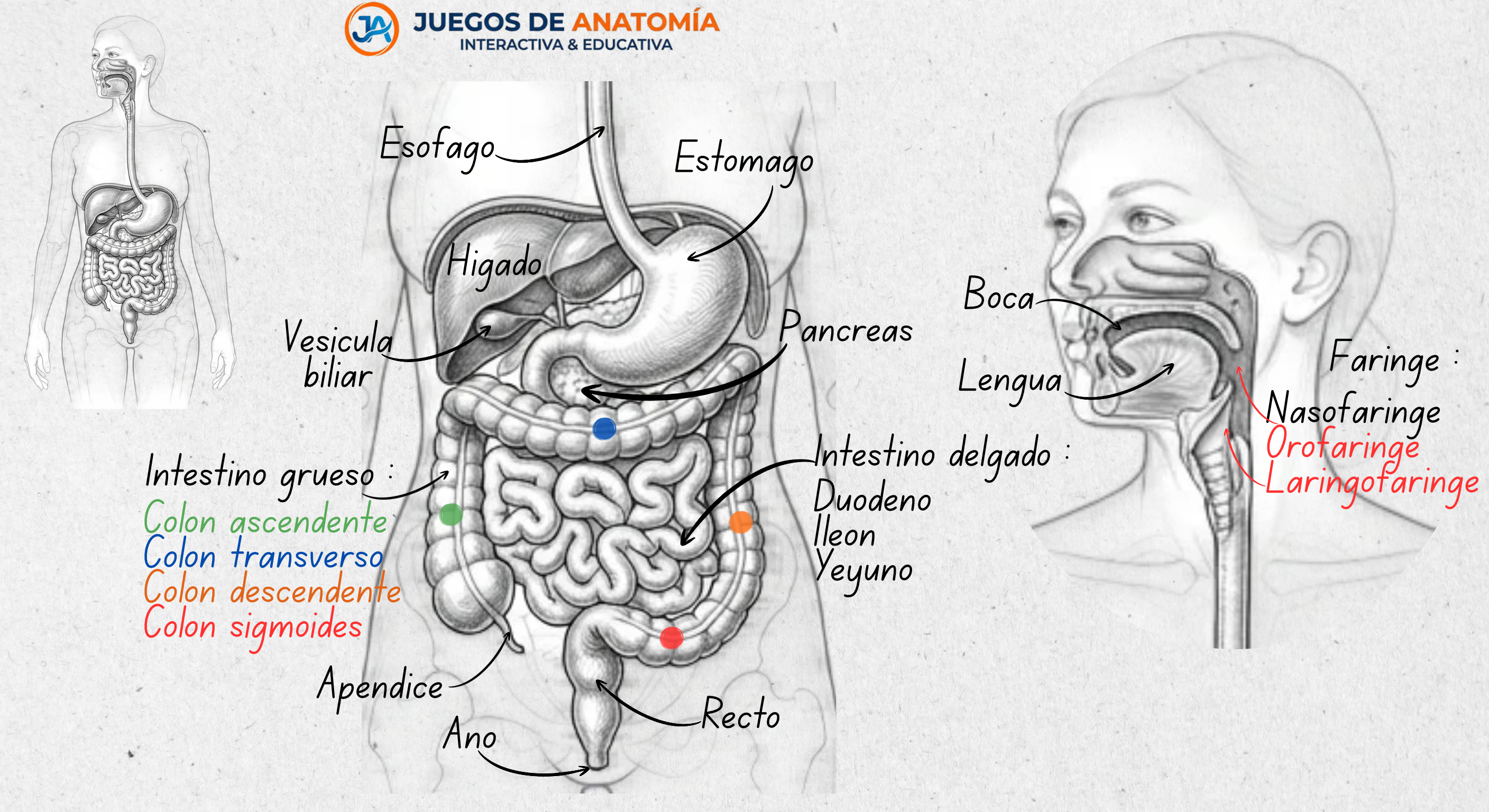 Esquema anatómico detallado del sistema digestivo humano con apuntes explicativos de la cavidad bucal, faringe, estómago, hígado, páncreas e intestino delgado y grueso.