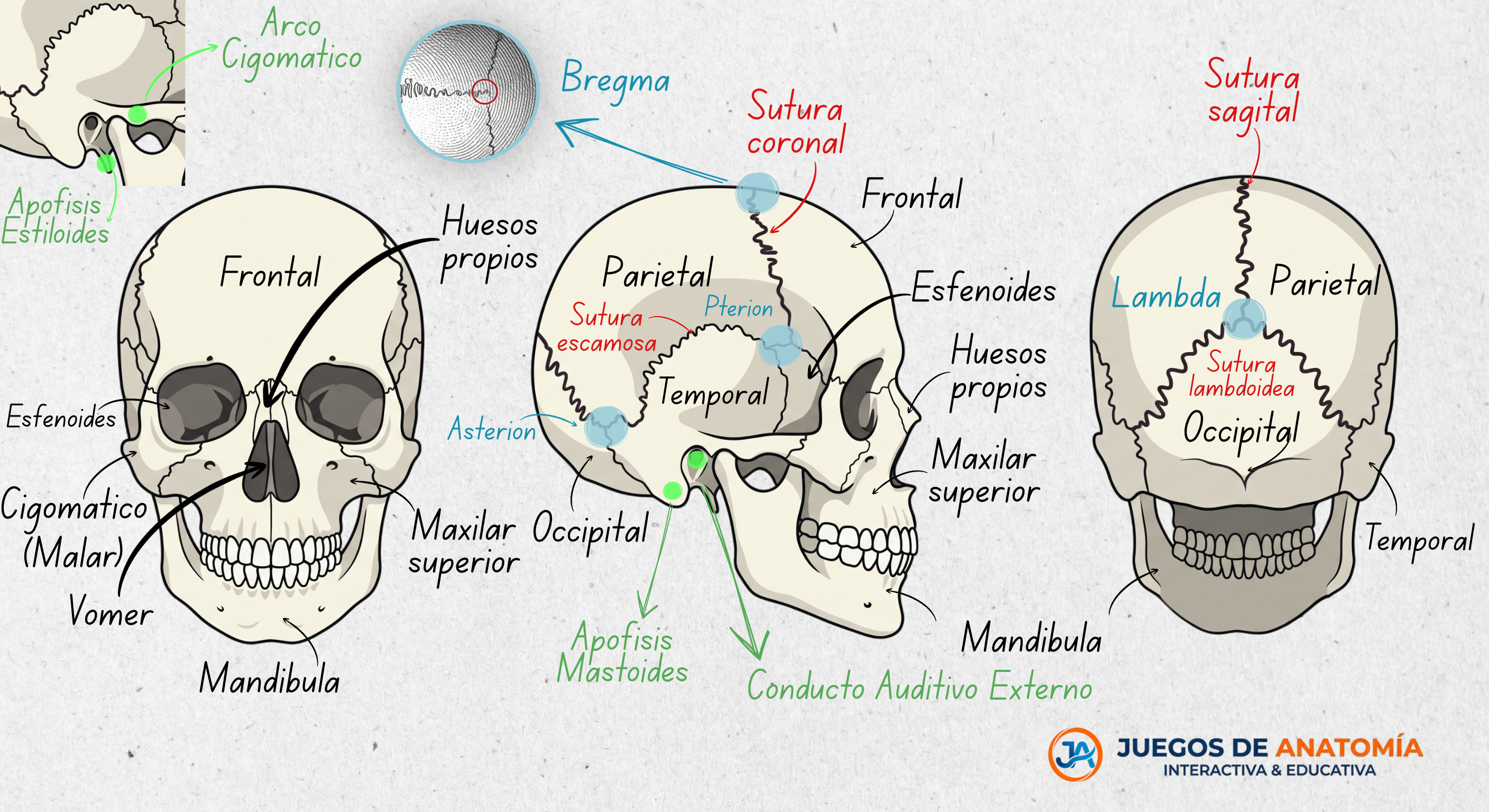 Infografía anatómica del cráneo humano: localización de huesos craneales, suturas y puntos craneométricos clave.